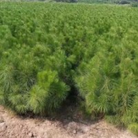 揚(yáng)州濕地松苗供應(yīng)_優(yōu)質(zhì)濕地松-隨州希望苗圃