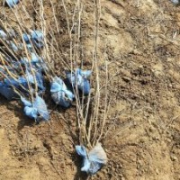 丁香 基地大量供應(yīng)