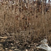 錦帶 數(shù)量多 價格優(yōu)