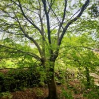 供應(yīng)叢生紫薇雞爪槭紅楓紅梅羽毛楓櫻花丹桂無患子