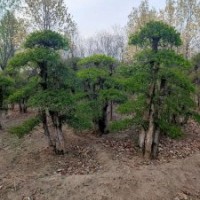 造型對節(jié)白蠟地徑15-30公分北京大苗圃基地購樹木市排價