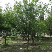 供應(yīng)四川成都雞爪槭 基地批發(fā)價(jià)格