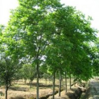 供應(yīng)四川成都無患子 基地批發(fā)價(jià)格