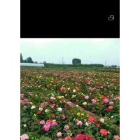 定州市月季花基地