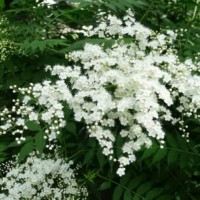 哪里珍珠梅便宜？哪里有珍珠梅 ？2020珍珠梅供應(yīng)