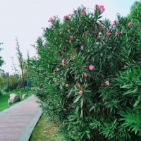 江蘇大量供應(yīng)夾竹桃 低價批發(fā)