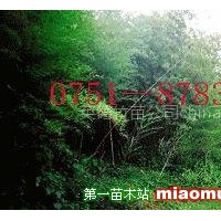 百萬(wàn)毛竹苗