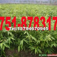 毛竹苗