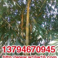 臺(tái)灣麻竹苗