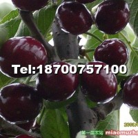 黑珍珠大櫻桃