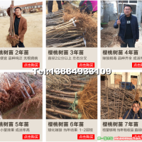 大櫻桃樹苗，櫻桃樹苗