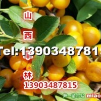 8號(hào)鈣果樹(shù)苗