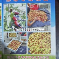 棗樹苗（悠悠棗）