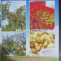 棗樹苗（子彈頭棗）