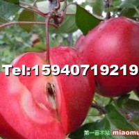 紅色之愛蘋果苗