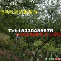 晚熟清脆李子苗