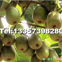 紅心獼猴桃苗-—龍藏紅