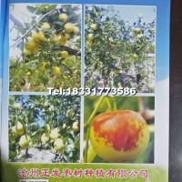 棗樹苗（早脆王棗）