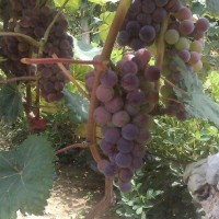 藤稔葡萄苗