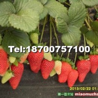 草莓苗