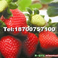 紅太后草莓苗