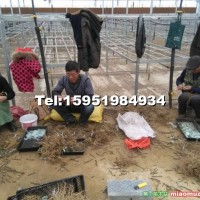 東紅獼猴桃嫁接樹苗