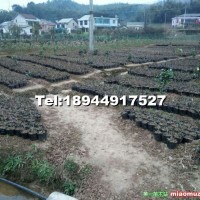 供應(yīng)三紅密柚