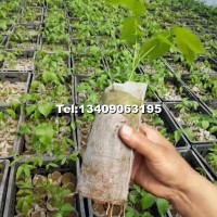 新8518核桃苗營養(yǎng)杯