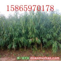桃樹(shù)苗
