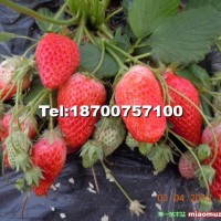 草莓苗