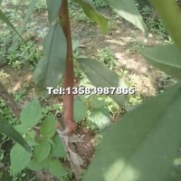 沂蒙霜紅桃樹(shù)苗