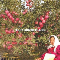 紅富士煙富0蘋果苗