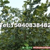 內(nèi)蒙古榛子樹苗