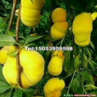 蒙陰蜜桃樹苗