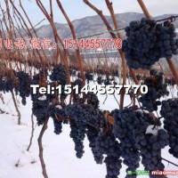 北冰紅葡萄苗