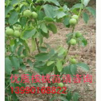高產(chǎn)核桃苗
