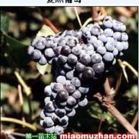 夏黑葡萄苗