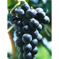 巨峰葡萄苗