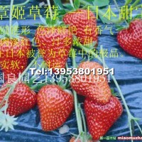 紅顏草莓苗