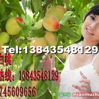 白桃樹苗