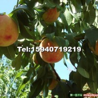 西藏耐寒桃樹苗