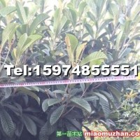 琵琶樹(shù)出售（成樹(shù)）