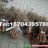 哈瑞太茲紅樹莓苗,全國批發(fā)供應(yīng)可實地考察