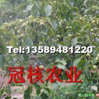 優(yōu)良品種冠核一號核桃苗