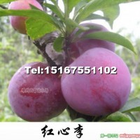 水果苗——紅心李