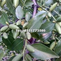 月光，8月份成熟