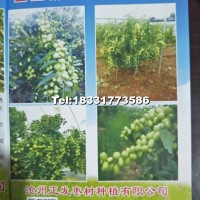 棗樹苗（金絲新四號(hào)棗）