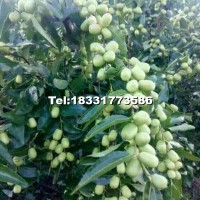 金絲棗8月底成熟