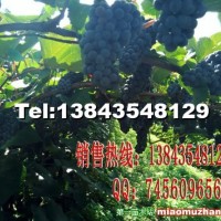 北玫北紅葡萄苗