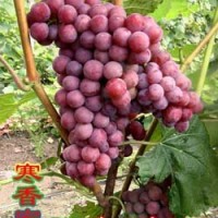 含香蜜葡萄苗